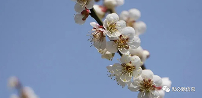 同气连枝，共盼春来