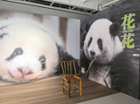 影像IP赋能，松下投影打造方寸数字艺术馆《熊猫星团》数字艺术展